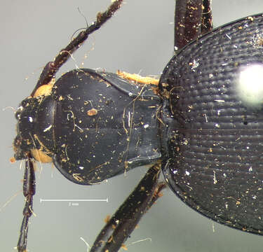 صورة Scaphinotus (Brennus) punctatus (Le Conte 1859)