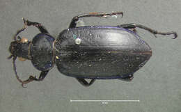 Imagem de Calosoma (Callitropa) macrum Le Conte 1853