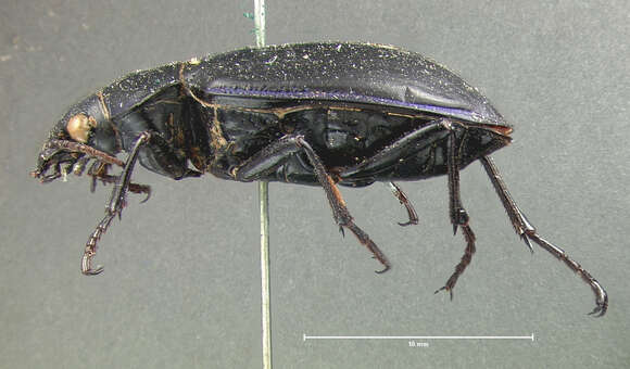 صورة Calosoma (Callitropa) macrum Le Conte 1853