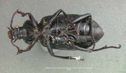 صورة Calosoma (Callitropa) macrum Le Conte 1853