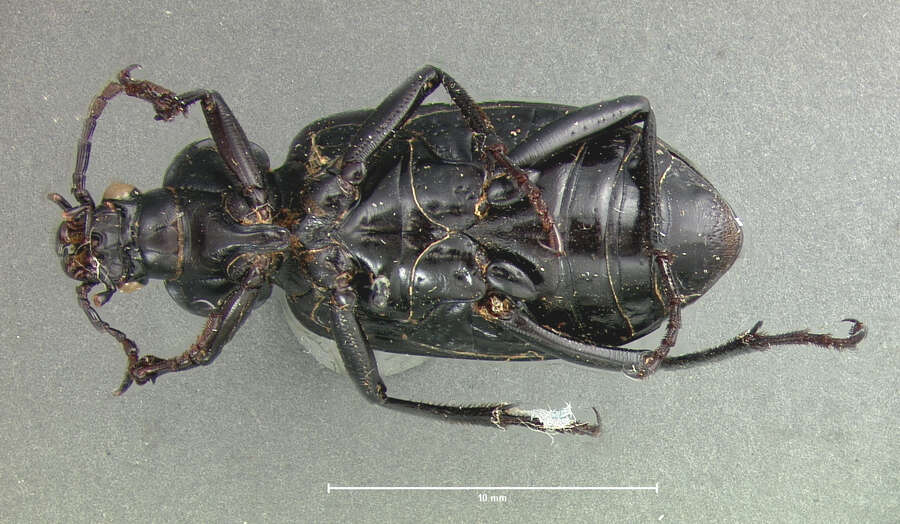 Imagem de Calosoma (Callitropa) macrum Le Conte 1853