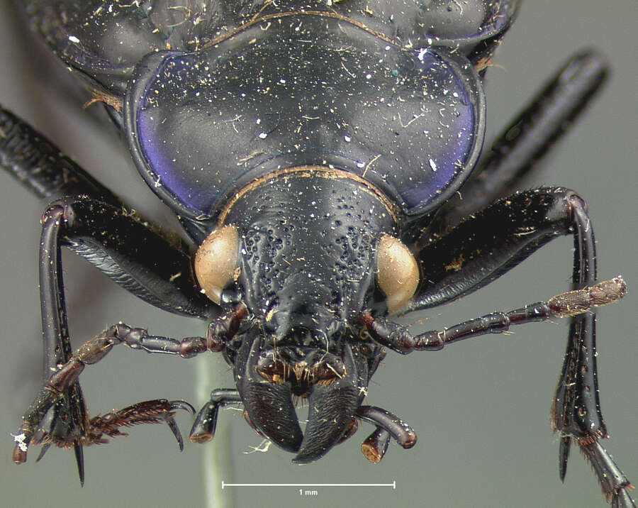 Imagem de Calosoma (Callitropa) macrum Le Conte 1853