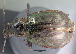 Imagem de Calosoma (Calosoma) wilcoxi Le Conte 1847