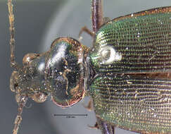 Sivun Calosoma (Calosoma) wilcoxi Le Conte 1847 kuva