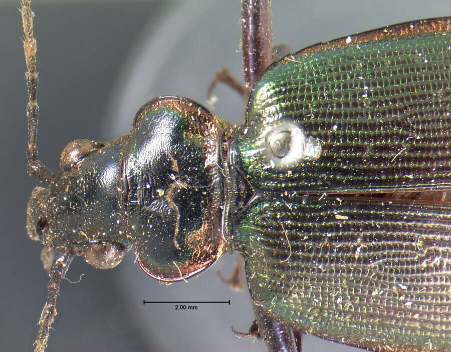 Imagem de Calosoma (Calosoma) wilcoxi Le Conte 1847