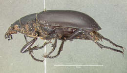 Imagem de Calosoma (Carabosoma) peregrinator Guérin-Méneville 1844