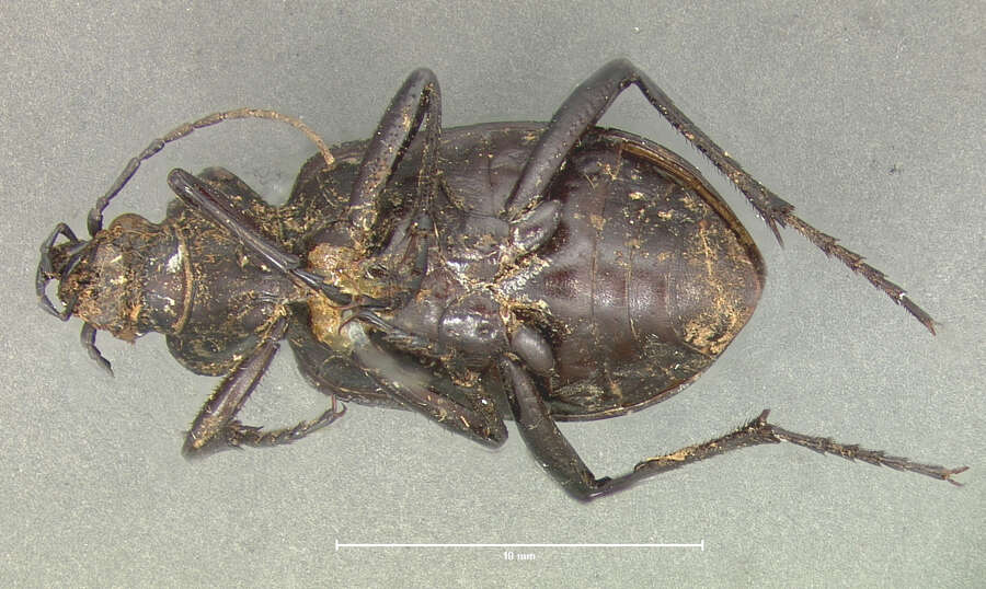 Imagem de Calosoma (Carabosoma) peregrinator Guérin-Méneville 1844