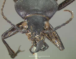 صورة Calosoma (Carabosoma) peregrinator Guérin-Méneville 1844