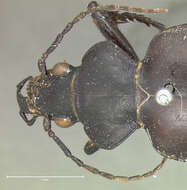 صورة Calosoma (Carabosoma) peregrinator Guérin-Méneville 1844