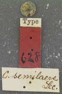 Imagem de Callisthenes (Chrysostigma) semilaevis (Le Conte 1852)