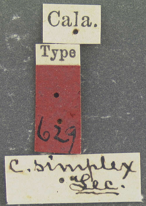 Imagem de Callisthenes (Chrysostigma) simplex (Le Conte 1878)