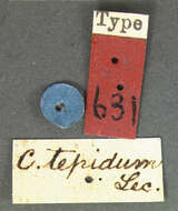 Image of Callisthenes (Chrysostigma) tepidus (Le Conte 1852)