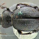 Image of Calosoma (Carabomimus) striatulum Chevrolat 1835