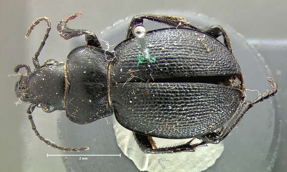 Слика од Calosoma (Carabomimus) striatulum Chevrolat 1835