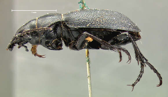 Слика од Calosoma (Carabomimus) striatulum Chevrolat 1835