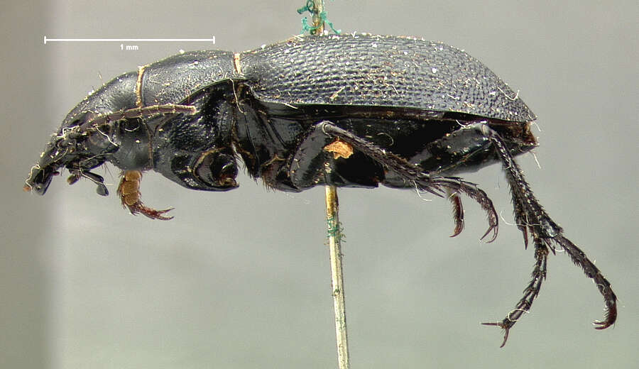 Слика од Calosoma (Carabomimus) striatulum Chevrolat 1835