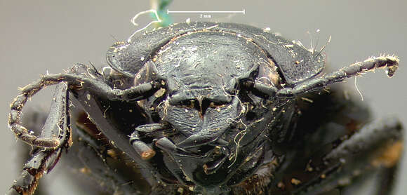 Слика од Calosoma (Carabomimus) striatulum Chevrolat 1835