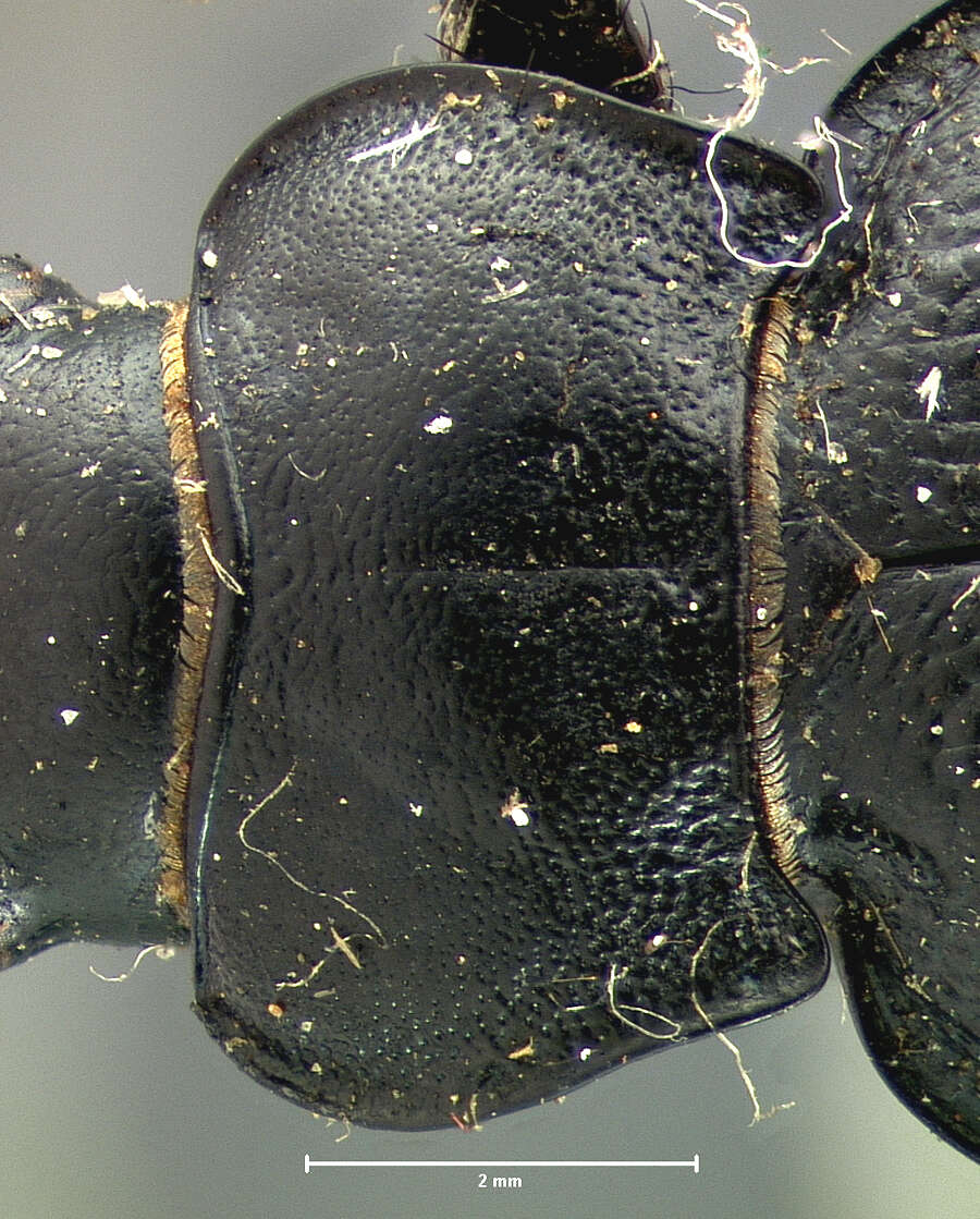 Слика од Calosoma (Carabomimus) striatulum Chevrolat 1835