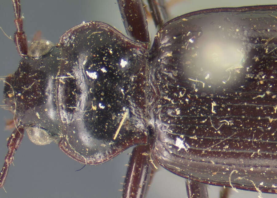 Image of Nebria (Boreonebria) rufescens castanipes (Kirby 1837)