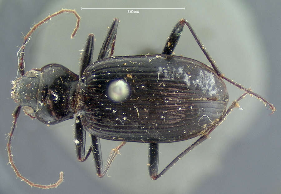 Image of Nebria (Reductonebria) obliqua Le Conte 1867