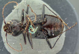 Image of Nebria (Reductonebria) obliqua Le Conte 1867