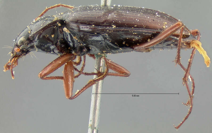 Sivun Nebria (Reductonebria) obliqua obliqua Le Conte 1867 kuva