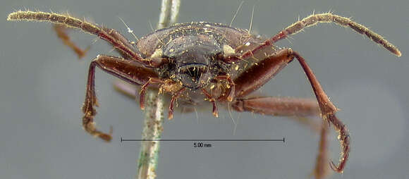 Image of Nebria (Catonebria) ovipennis Le Conte 1878