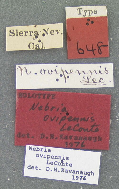 Image of Nebria (Catonebria) ovipennis Le Conte 1878