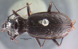 Image of Nebria (Catonebria) trifaria Le Conte 1878