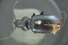 Image of Nebria (Vancouveria) virescens G. Horn 1870