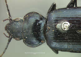 Image of Nebria (Vancouveria) virescens G. Horn 1870