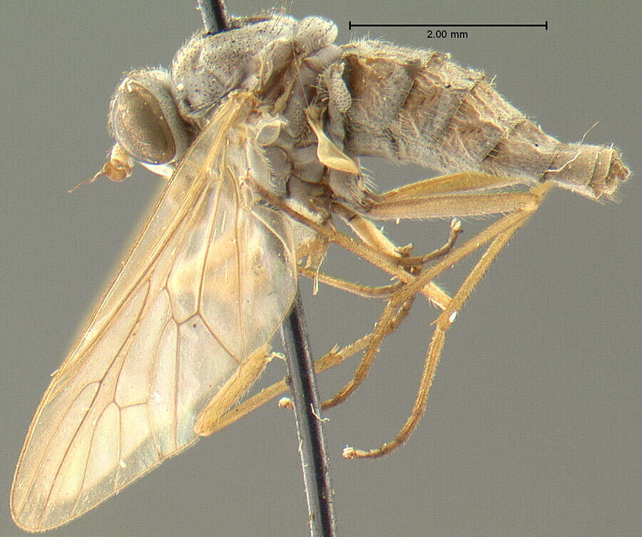 Image of Symphoromyia cinerea Johnson 1903