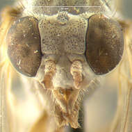 Image of Symphoromyia cinerea Johnson 1903