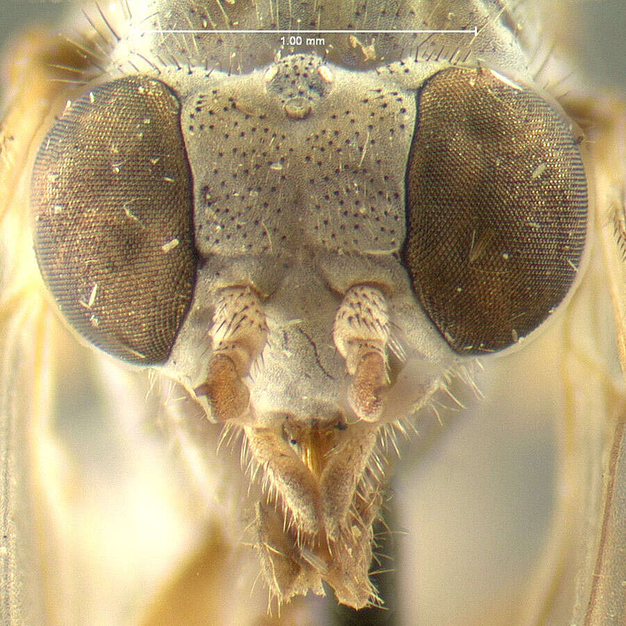 Image of Symphoromyia cinerea Johnson 1903