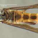 Image of <i>Leptomydas bequaerti</i>