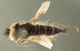 Image of Symphoromyia kincaidi Aldrich 1915