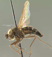 Image of Symphoromyia kincaidi Aldrich 1915