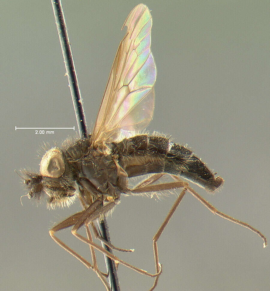 Image of Symphoromyia kincaidi Aldrich 1915