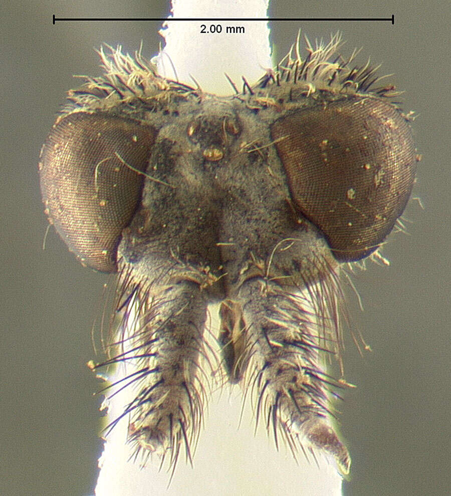 Image of Tabuda planiceps (Loew 1872)