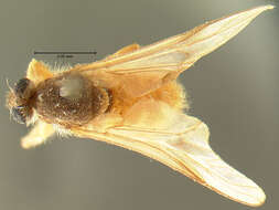 Image of watersnipe flies