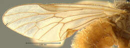 Image of watersnipe flies