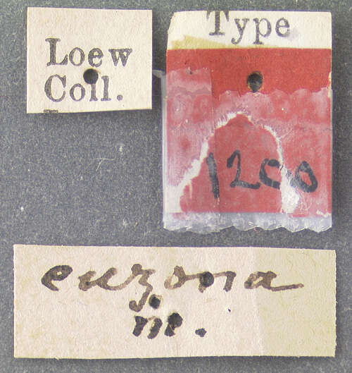 Image of Ditomyia euzona Loew 1870
