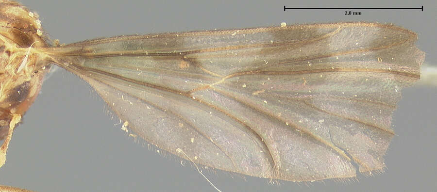 Image of Ditomyia euzona Loew 1870