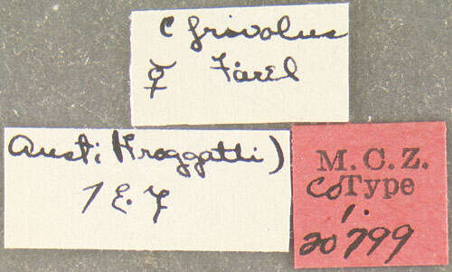Image of Crematogaster frivola Forel 1902