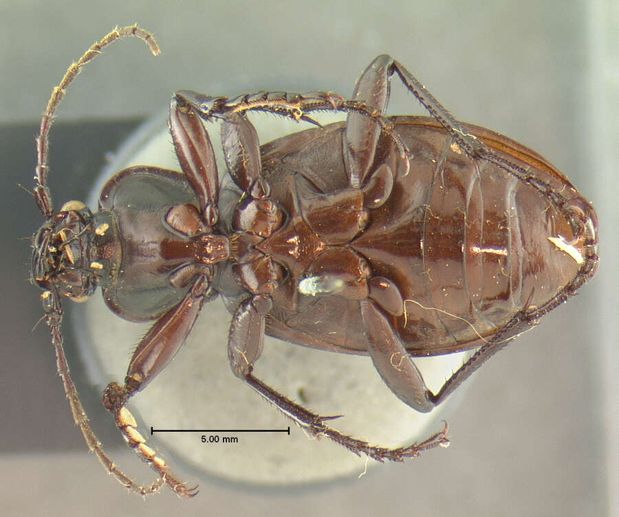 Image of Carabus (Oreocarabus) taedatus agassii Le Conte 1850