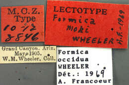 Image of Formica moki Wheeler 1906