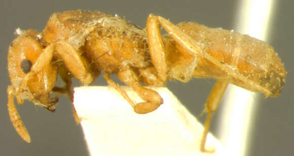 Imagem de <i>Lasius occidentalis</i>