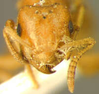 Imagem de <i>Lasius occidentalis</i>