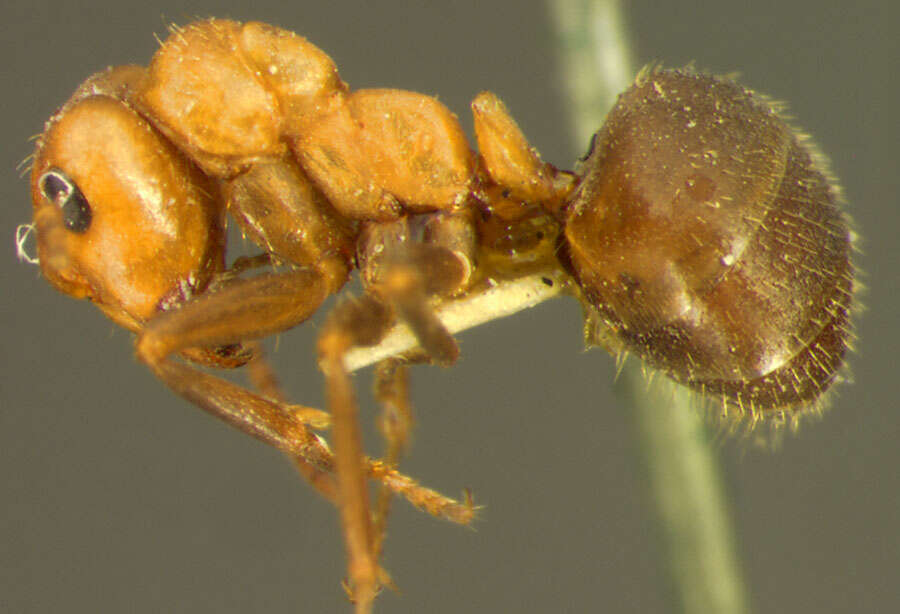 Image of Formica opaciventris Emery 1893