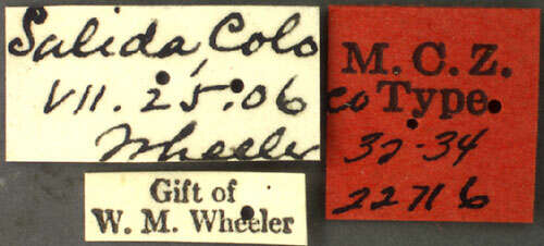 Image of Formica oreas Wheeler 1903